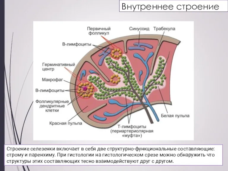 Внутреннее строение Строение селезенки включает в себя две структурно-функциональные составляющие: строму и