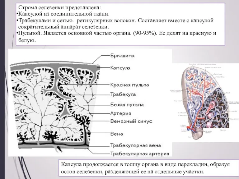 Строма селезенки представлена: Капсулой из соединительной ткани. Трабекулами и сетью. ретикулярных волокон.