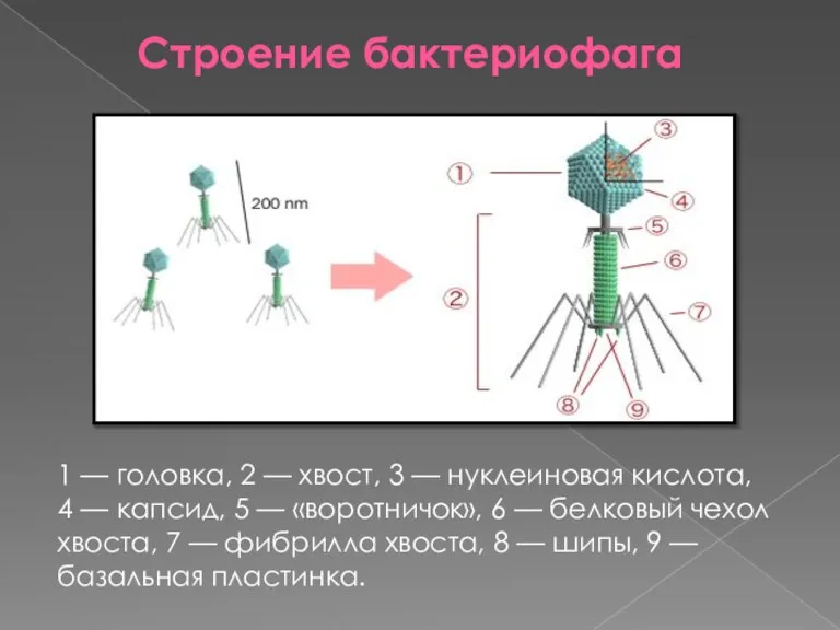 Строение бактериофага 1 — головка, 2 — хвост, 3 — нуклеиновая кислота,