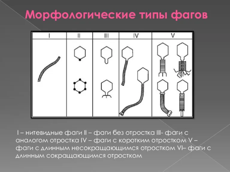 Морфологические типы фагов I – нитевидные фаги II – фаги без отростка