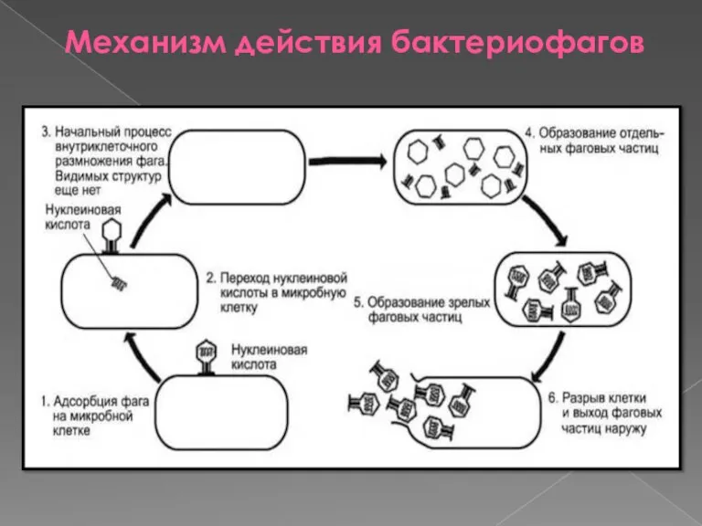 Механизм действия бактериофагов