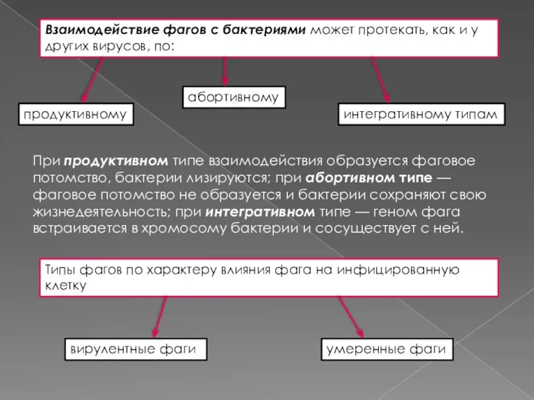 Взаимодействие фагов с бактериями может протекать, как и у других вирусов, по: