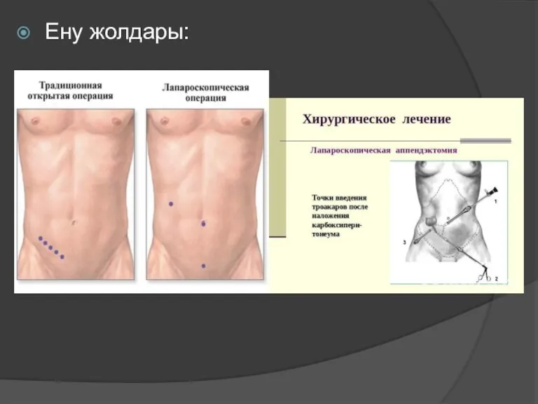 Ену жолдары: