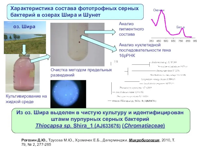 Очистка методом предельных разведений Культивирование на жидкой среде Окенон Бхл а Анализ