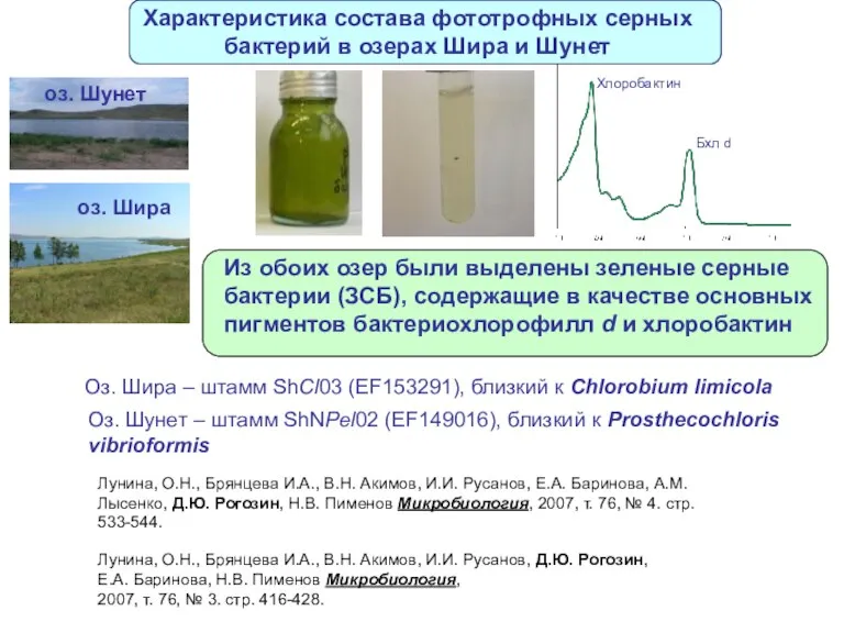 Характеристика состава фототрофных серных бактерий в озерах Шира и Шунет Хлоробактин Бхл