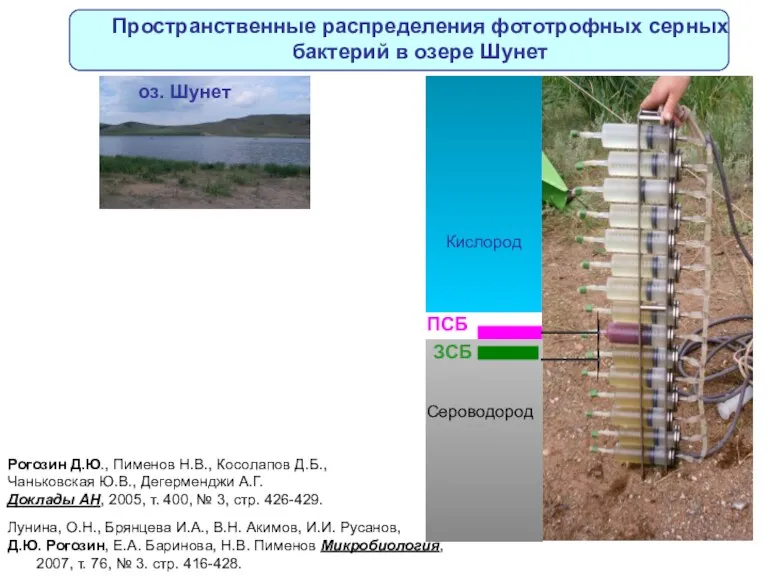 Пространственные распределения фототрофных серных бактерий в озере Шунет Рогозин Д.Ю., Пименов Н.В.,