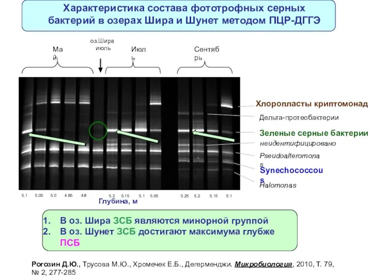 Хлоропласты криптомонад Дельта-протеобактерии Зеленые серные бактерии неидентифицировано Synechococcous Pseudoalteromonas Halomonas 4.8 5.0