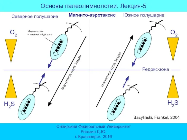 Основы палеолимнологии. Лекция-5 Сибирский Федеральный Университет Рогозин Д.Ю. г. Красноярск, 2016 Магнито-аэротаксис