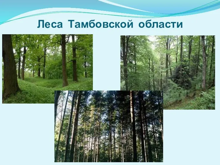 Леса Тамбовской области