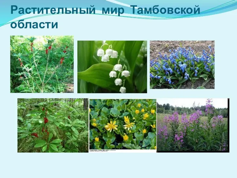 Растительный мир Тамбовской области