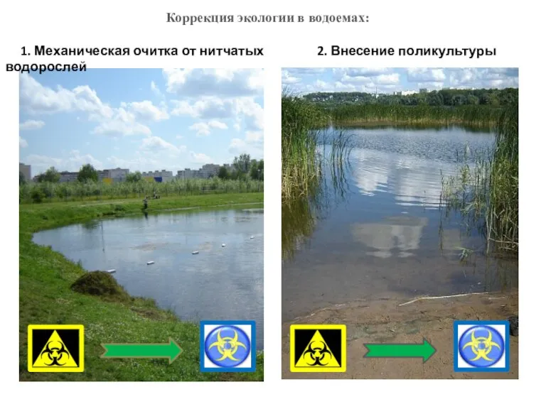 Коррекция экологии в водоемах: 1. Механическая очитка от нитчатых 2. Внесение поликультуры водорослей