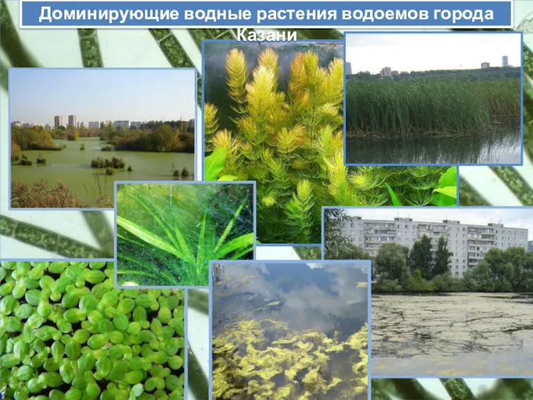 Доминирующие водные растения водоемов города Казани