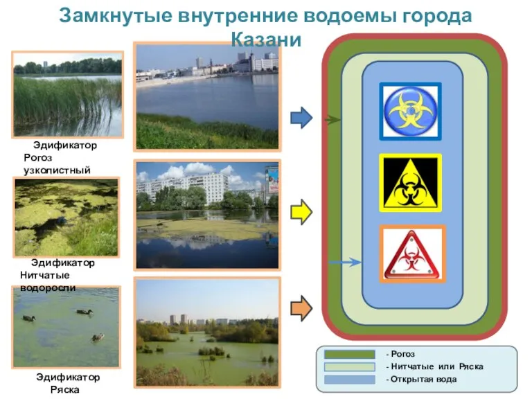 Замкнутые внутренние водоемы города Казани Эдификатор Рогоз узколистный Эдификатор Нитчатые водоросли Эдификатор