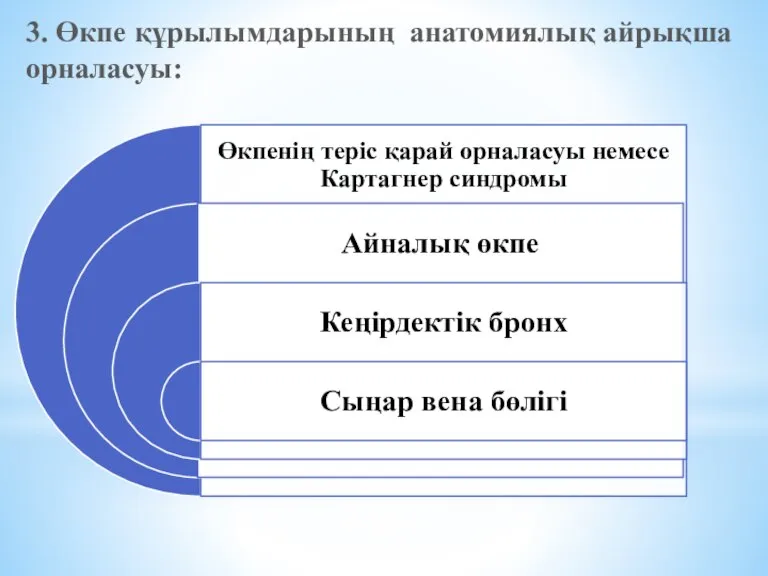 3. Өкпе құрылымдарының анатомиялық айрықша орналасуы: