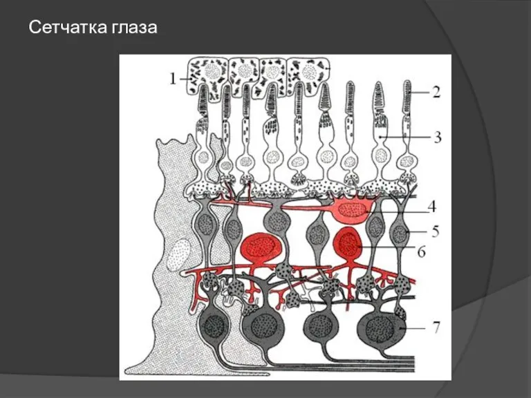 Сетчатка глаза