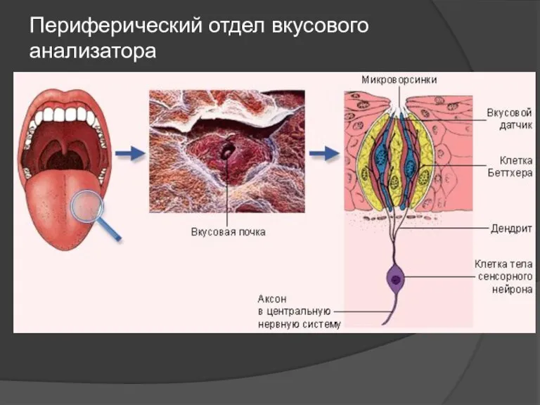 Периферический отдел вкусового анализатора