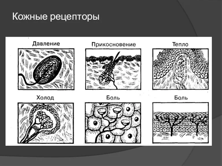 Кожные рецепторы