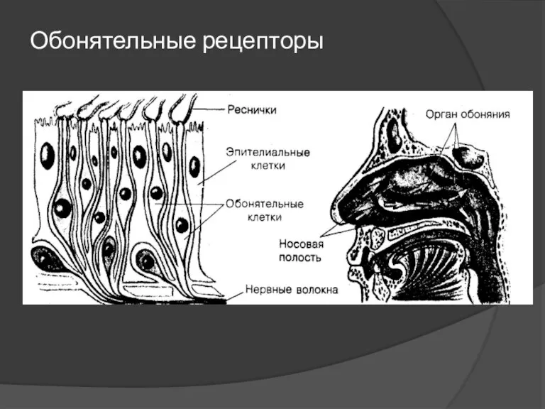 Обонятельные рецепторы