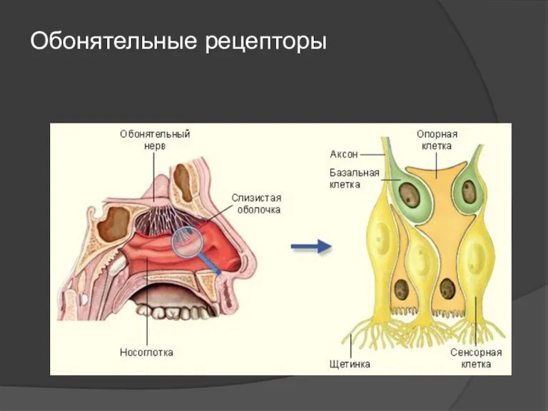 Обонятельные рецепторы