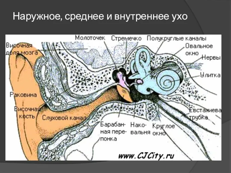 Наружное, среднее и внутреннее ухо