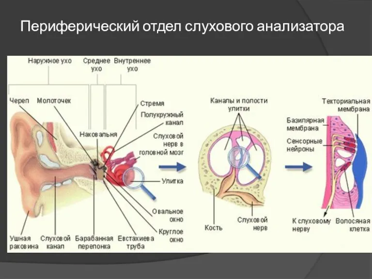 Периферический отдел слухового анализатора