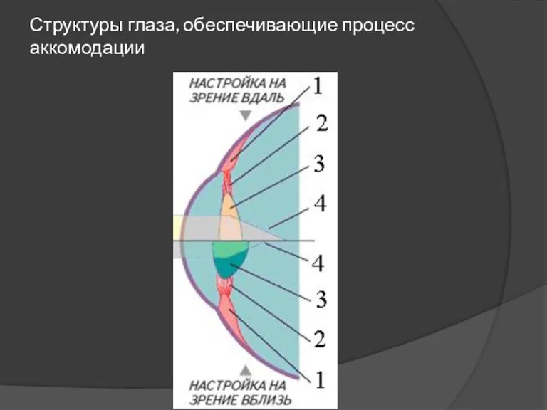 Структуры глаза, обеспечивающие процесс аккомодации