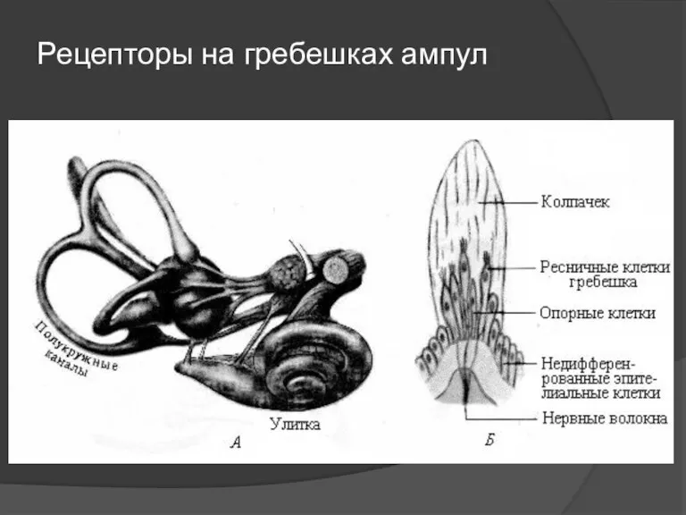 Рецепторы на гребешках ампул