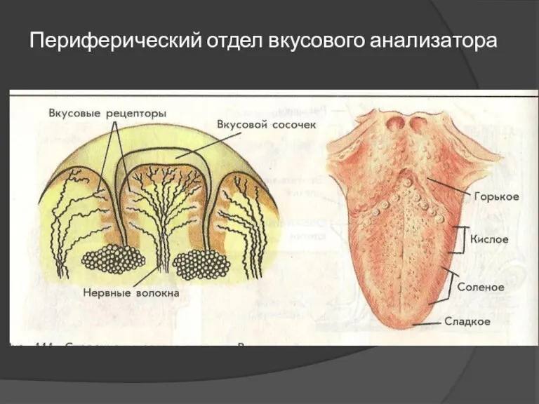 Периферический отдел вкусового анализатора