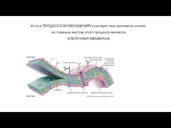 Хотя в ПРОЦЕССЕ ВОЗБУЖДЕНИЯ участвуют все органеллы клетки, но главным местом этого процесса является КЛЕТОЧНАЯ МЕМБРАНА