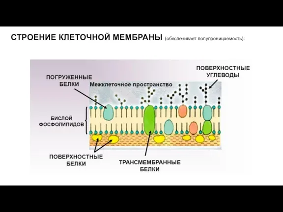 СТРОЕНИЕ КЛЕТОЧНОЙ МЕМБРАНЫ (обеспечивает полупроницаемость):