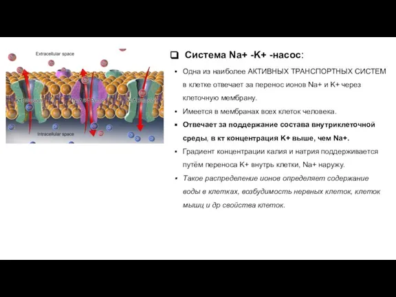 Система Na+ -K+ -насос: Одна из наиболее АКТИВНЫХ ТРАНСПОРТНЫХ СИСТЕМ в клетке