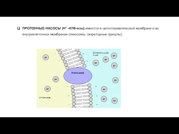 ПРОТОННЫЕ НАСОСЫ (H+ -АТФ-азы) имеются в цитоплазматической мембране и во внутриклеточных мембранах (лизосомы, секреторные гранулы).