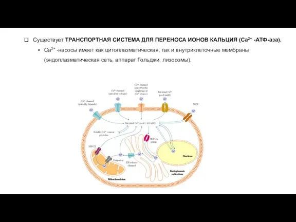 Существует ТРАНСПОРТНАЯ СИСТЕМА ДЛЯ ПЕРЕНОСА ИОНОВ КАЛЬЦИЯ (Ca2+ -АТФ-аза). Ca2+ -насосы имеет