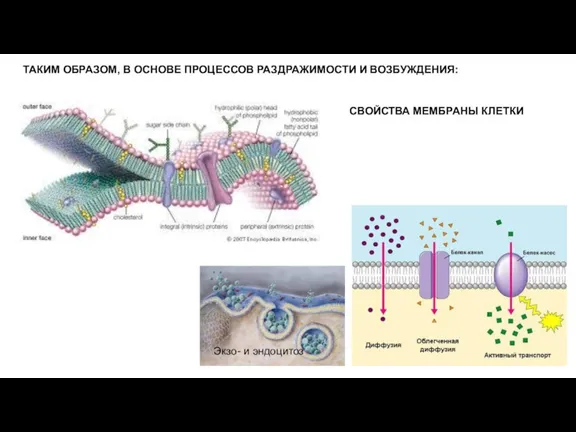 ТАКИМ ОБРАЗОМ, В ОСНОВЕ ПРОЦЕССОВ РАЗДРАЖИМОСТИ И ВОЗБУЖДЕНИЯ: Экзо- и эндоцитоз СВОЙСТВА МЕМБРАНЫ КЛЕТКИ