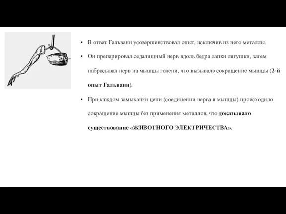 В ответ Гальвани усовершенствовал опыт, исключив из него металлы. Он препарировал седалищный