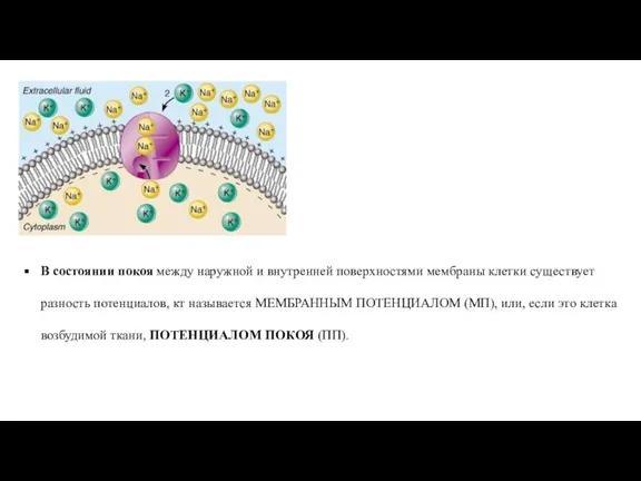 В состоянии покоя между наружной и внутренней поверхностями мембраны клетки существует разность
