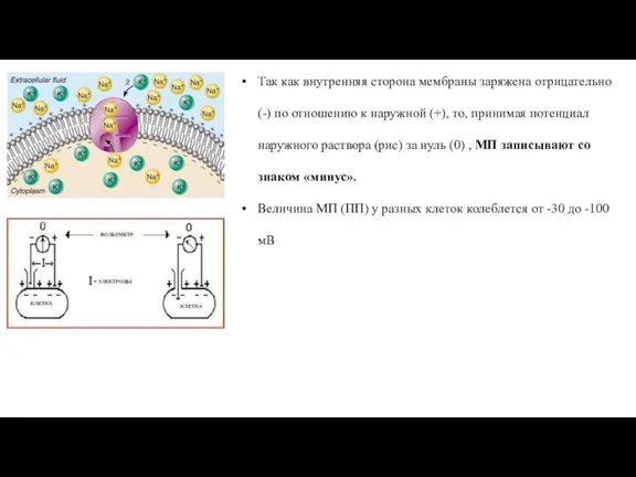 Так как внутренняя сторона мембраны заряжена отрицательно (-) по отношению к наружной