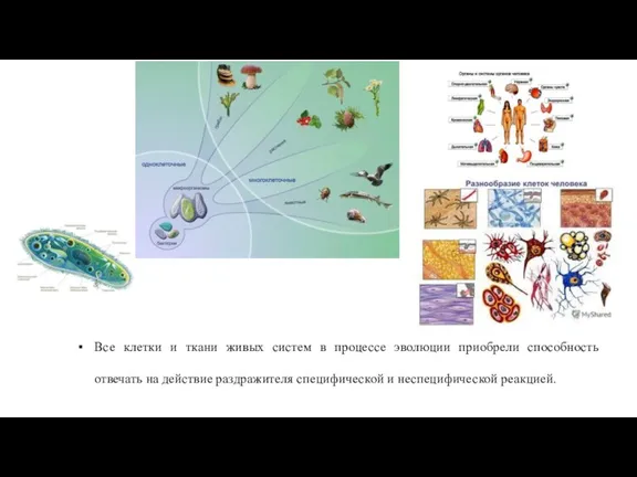 Все клетки и ткани живых систем в процессе эволюции приобрели способность отвечать