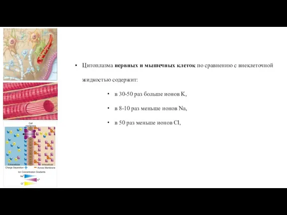 Цитоплазма нервных и мышечных клеток по сравнению с внеклеточной жидкостью содержит: в