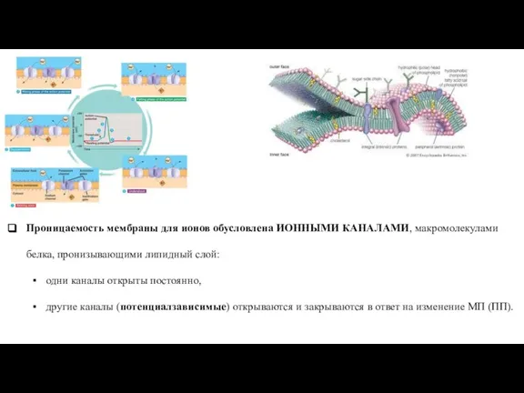 Проницаемость мембраны для ионов обусловлена ИОННЫМИ КАНАЛАМИ, макромолекулами белка, пронизывающими липидный слой: