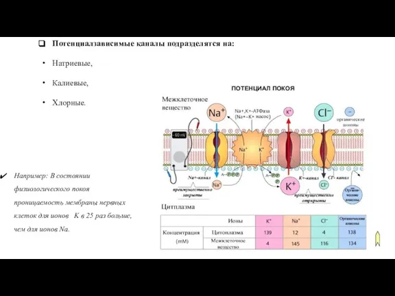 Потенциалзависимые каналы подразделятся на: Натриевые, Калиевые, Хлорные. Например: В состоянии физиологического покоя