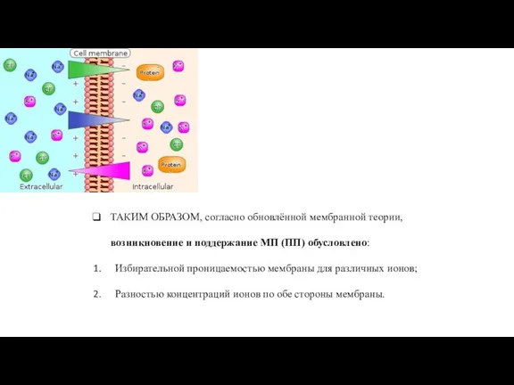 ТАКИМ ОБРАЗОМ, согласно обновлённой мембранной теории, возникновение и поддержание МП (ПП) обусловлено: