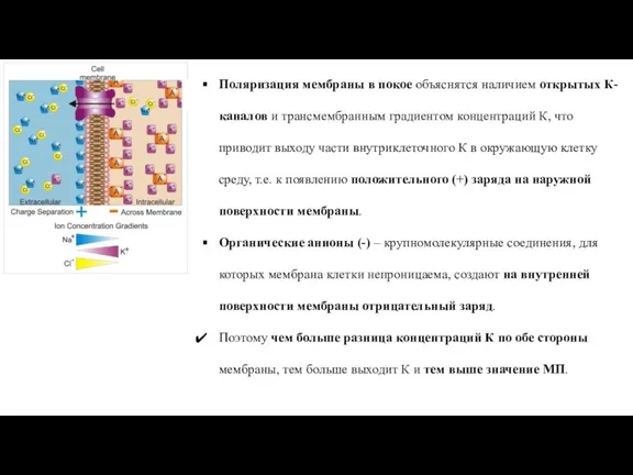 Поляризация мембраны в покое объяснятся наличием открытых К-каналов и трансмембранным градиентом концентраций