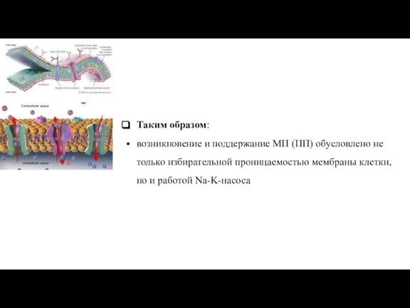 Таким образом: возникновение и поддержание МП (ПП) обусловлено не только избирательной проницаемостью