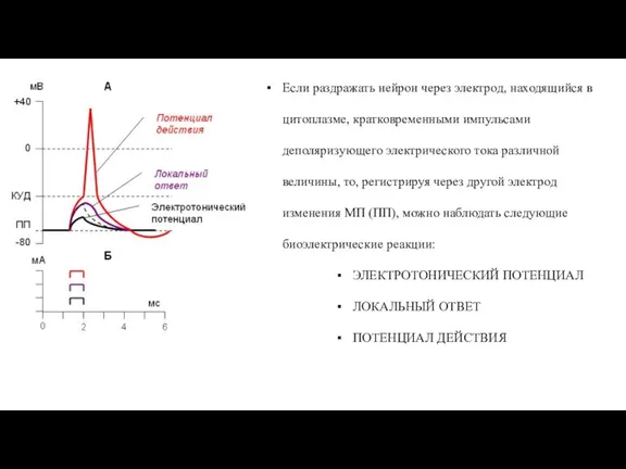 Если раздражать нейрон через электрод, находящийся в цитоплазме, кратковременными импульсами деполяризующего электрического