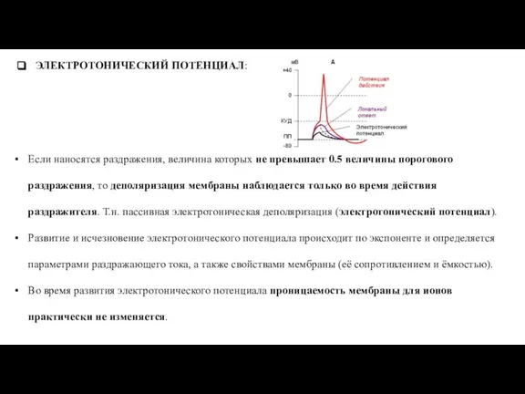 ЭЛЕКТРОТОНИЧЕСКИЙ ПОТЕНЦИАЛ: Если наносятся раздражения, величина которых не превышает 0.5 величины порогового