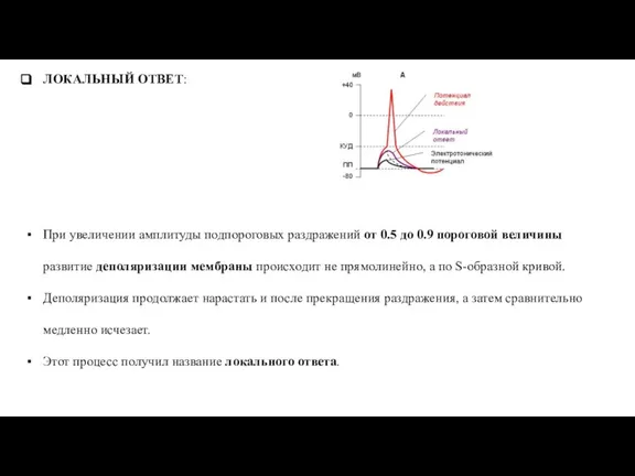 ЛОКАЛЬНЫЙ ОТВЕТ: При увеличении амплитуды подпороговых раздражений от 0.5 до 0.9 пороговой