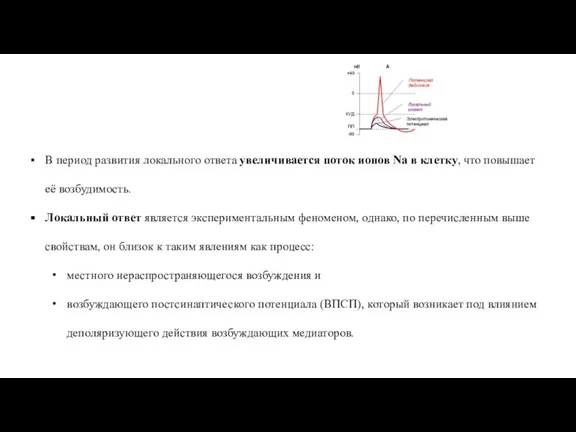 В период развития локального ответа увеличивается поток ионов Na в клетку, что