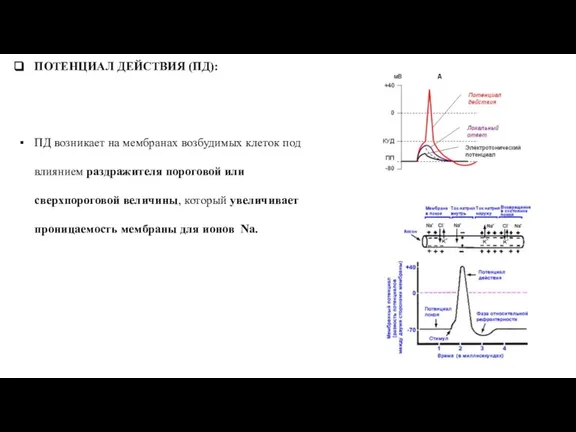 ПОТЕНЦИАЛ ДЕЙСТВИЯ (ПД): ПД возникает на мембранах возбудимых клеток под влиянием раздражителя