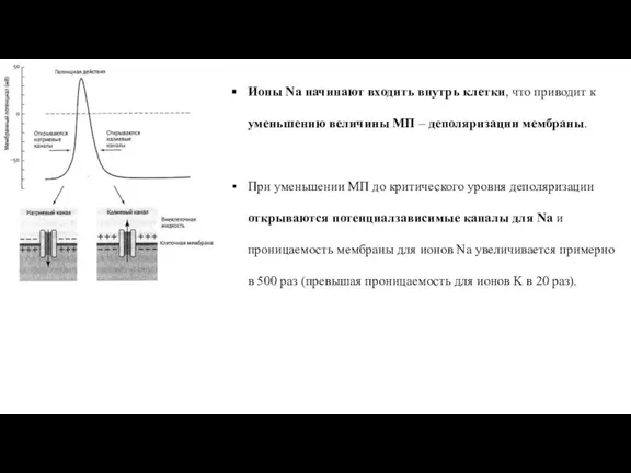 Ионы Na начинают входить внутрь клетки, что приводит к уменьшению величины МП